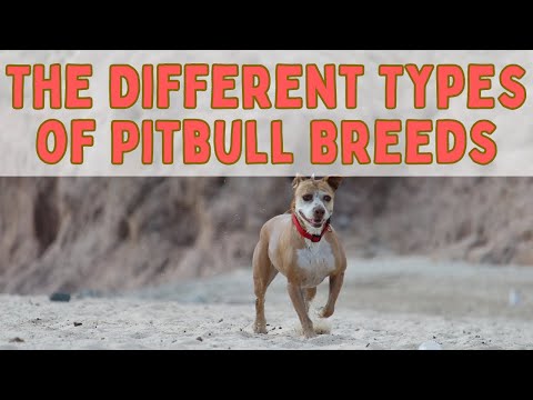 The Different Types of Pitbull Breeds
