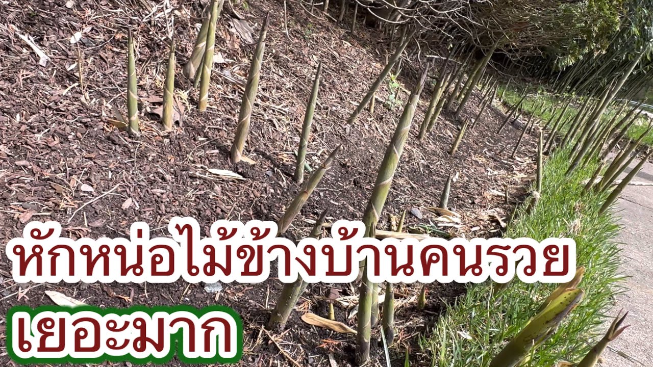 หักหน่อไม้ข้างบ้านคนรวย หน่อไม้เยอะมาก ต้องหักทิ้งด้วย