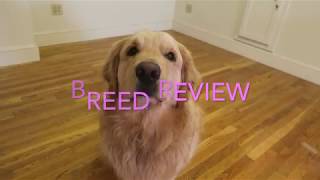 Golden Retriever Review