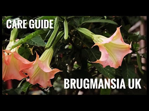 Wideo: Informacje o nawozach Brugmansia – jak i kiedy karmić rośliny Brugmansia