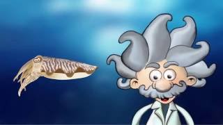 Le Mystère De Los De Seiche