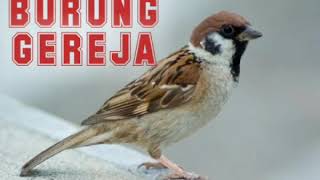 SUARA PIKAT BURUNG GEREJA RIBUT DIJAMIN LANGSUNG NGUMPUL