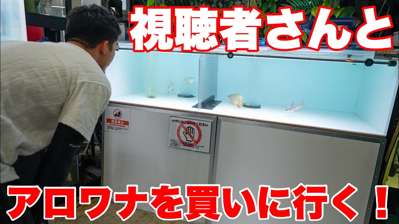 【ショップ訪問】視聴者さんとアロワナを買いに行く!#大型魚 #アジアアロワナ #アロワナ #aquarium #古代魚 #アクアリウム