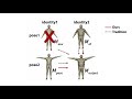 Neural Pose Transfer by Spatially Adaptive Instance Normalization