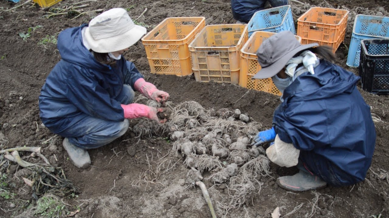 コンニャクイモ、両手からはみでる大きさ 富良野で収穫 - YouTube