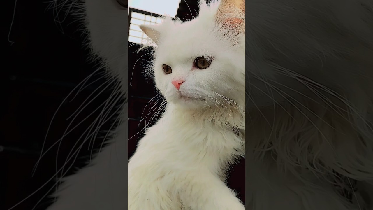 Cat Video | White Cat | Persian Cat | Cat Loves | Cat Movement | Cute Cat | Kitten | Funny Cat