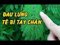 Trị khỏi tận gốc đau nhức xương khớp, tê bì chân tay ngay tại nhà