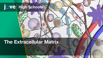The Extracellular Matrix | Bio | Video Textbooks - Preview