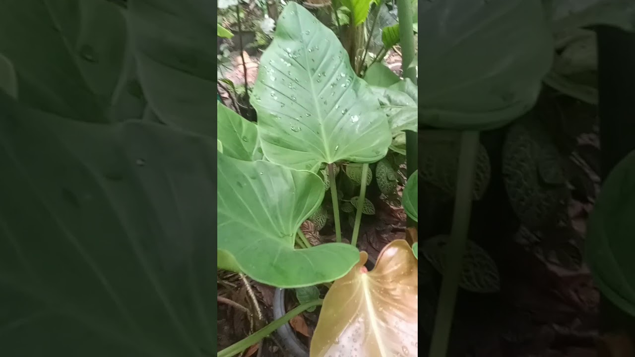 Philodendron Fragrantissimum - YouTube