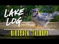 Episode 20: Relaxing Birdbath Birdwatching