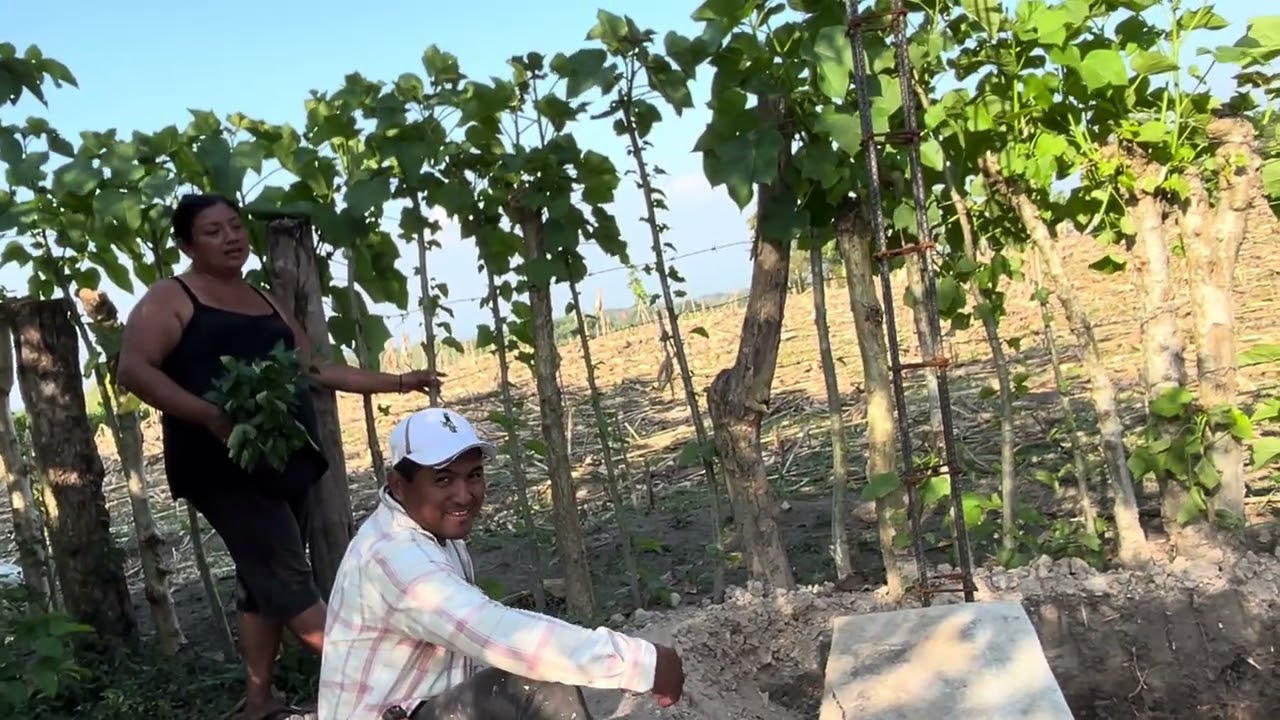 Mary andaba cortando hierbas