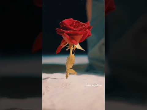 عشق بدون موسيقى 