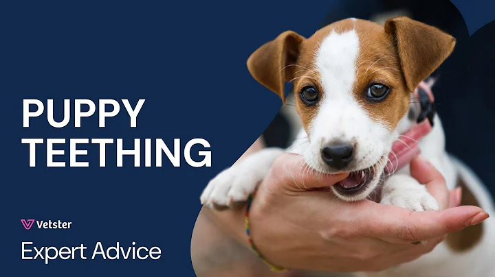 How to Stop Puppy Chewing & Biting: Teething Tips, Toys & When To See The Vet