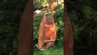 Yard waste removal top of the morning. #24hrjunk #yardwaste #junk #junkremovalvancouver