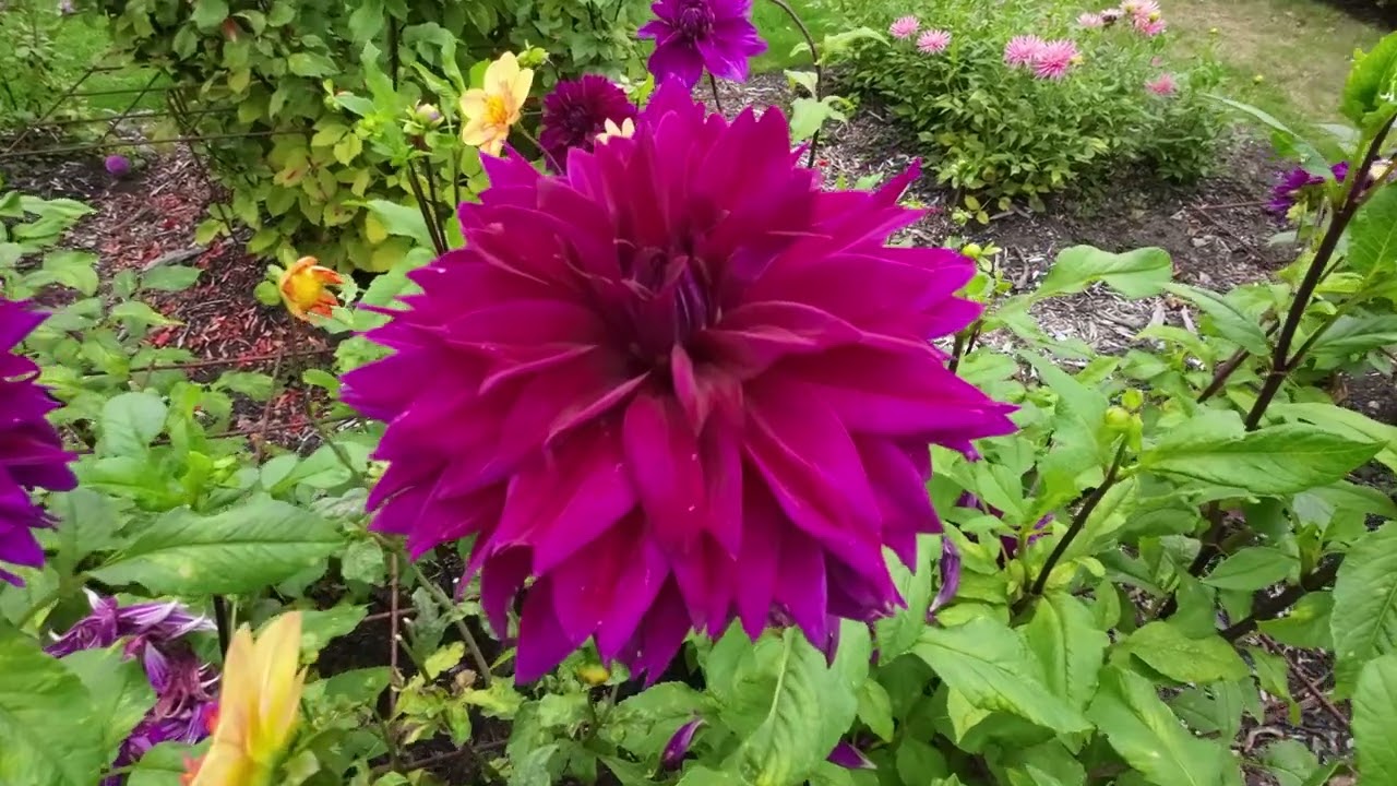 DAHLIA KELSEY ANNIE JOY IN PARK VORDENSTEIN TE SCHOTEN 2022