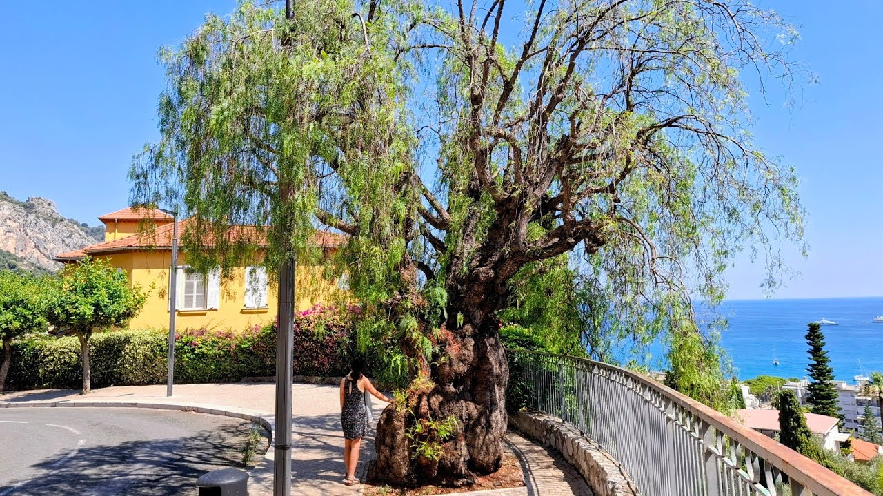 Thickest Peruvian Pepper (Schinus molle) Tree in all of France?