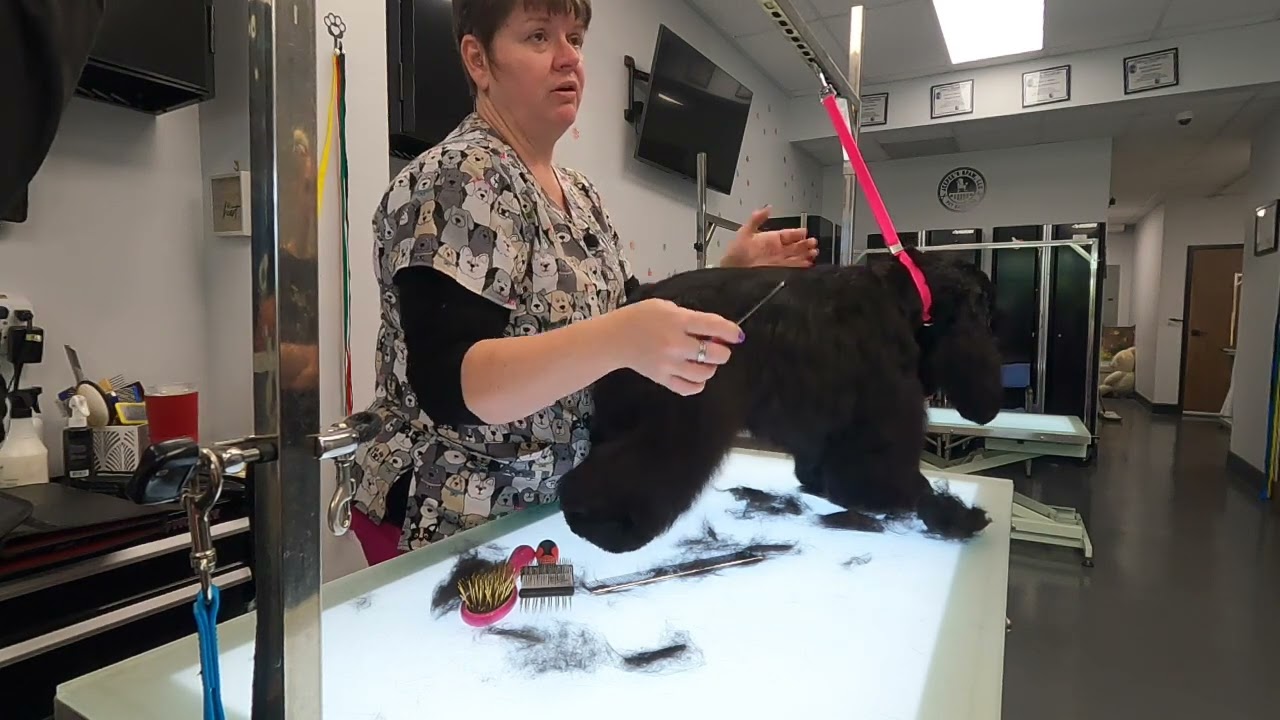 American cocker in depth carding and stripping instruction