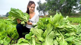 Harvest green vegetables - Go to the market to sell - Take care of the farm | Ngân Daily Life