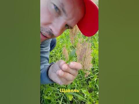 Как выглядит щавель? - YouTube