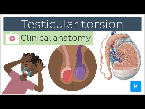Testicular torsion: causes, symptoms, diagnosis and treatment - Clinical Anatomy | Kenhub