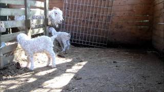 Caprette Mohair (Angora)