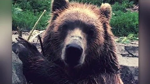 Grizzly Bear smashes glass at zoo exhibit - DayDayNews