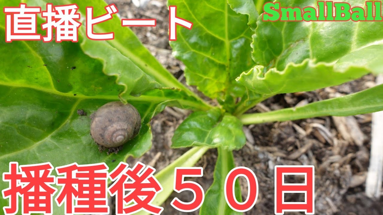 Direct Sown Beet: Poor germination but growing well! The variety