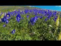 4K Прогулка по цветочной поляне в горах ■ Walk through a flower meadow in the mountains