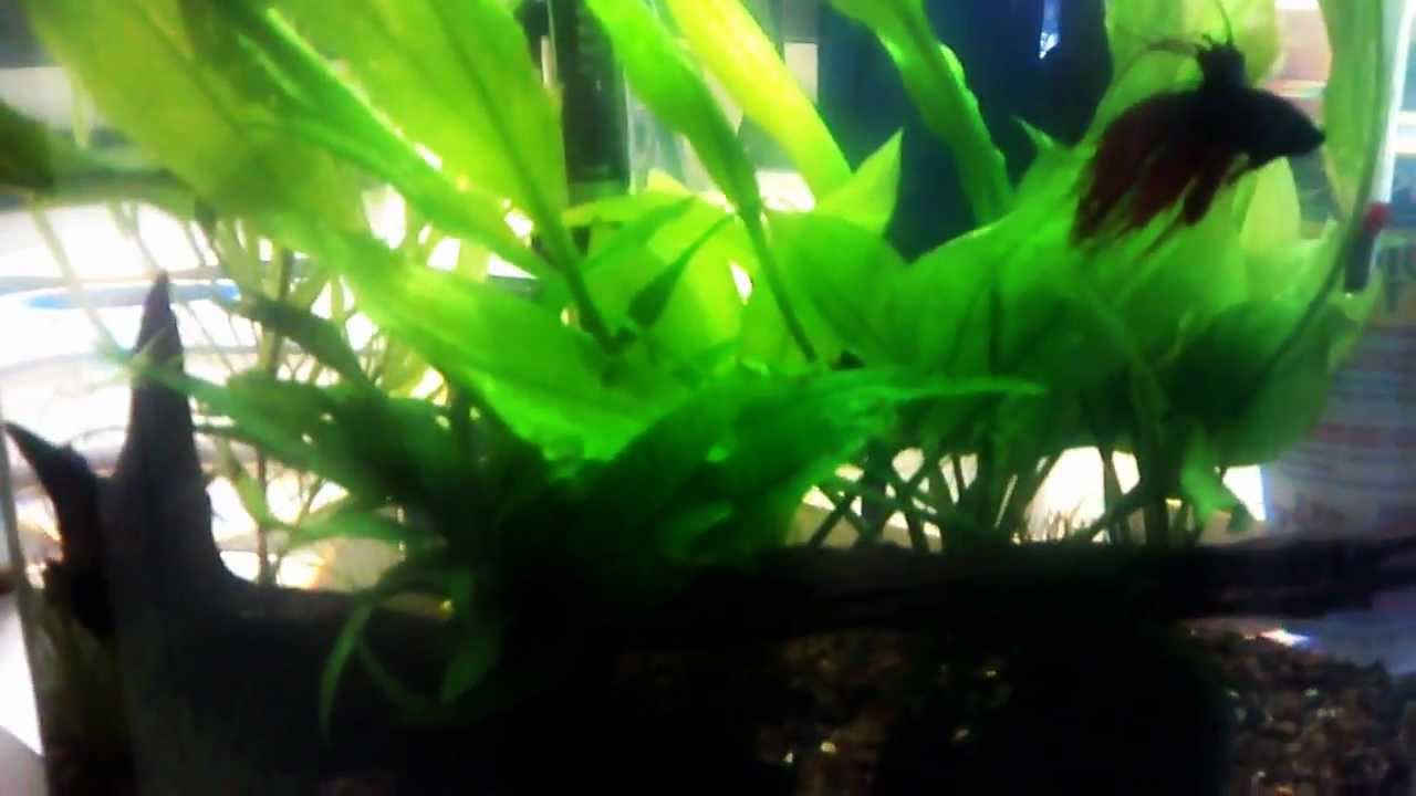 1 Male Betta and 5 Females living together - YouTube