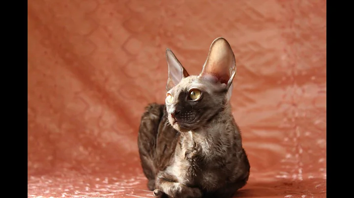 Watch the video about Faramir Cornish Rex male