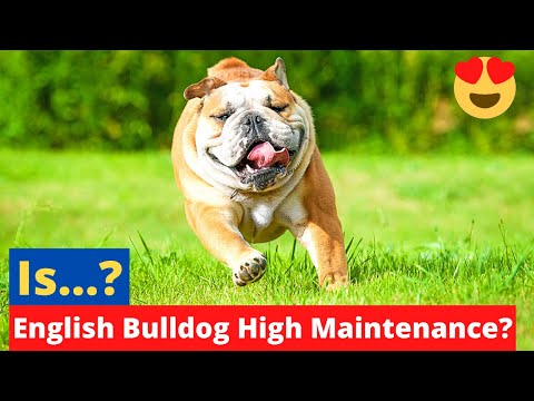 Video: ¿Son Bulldogs de alto mantenimiento?