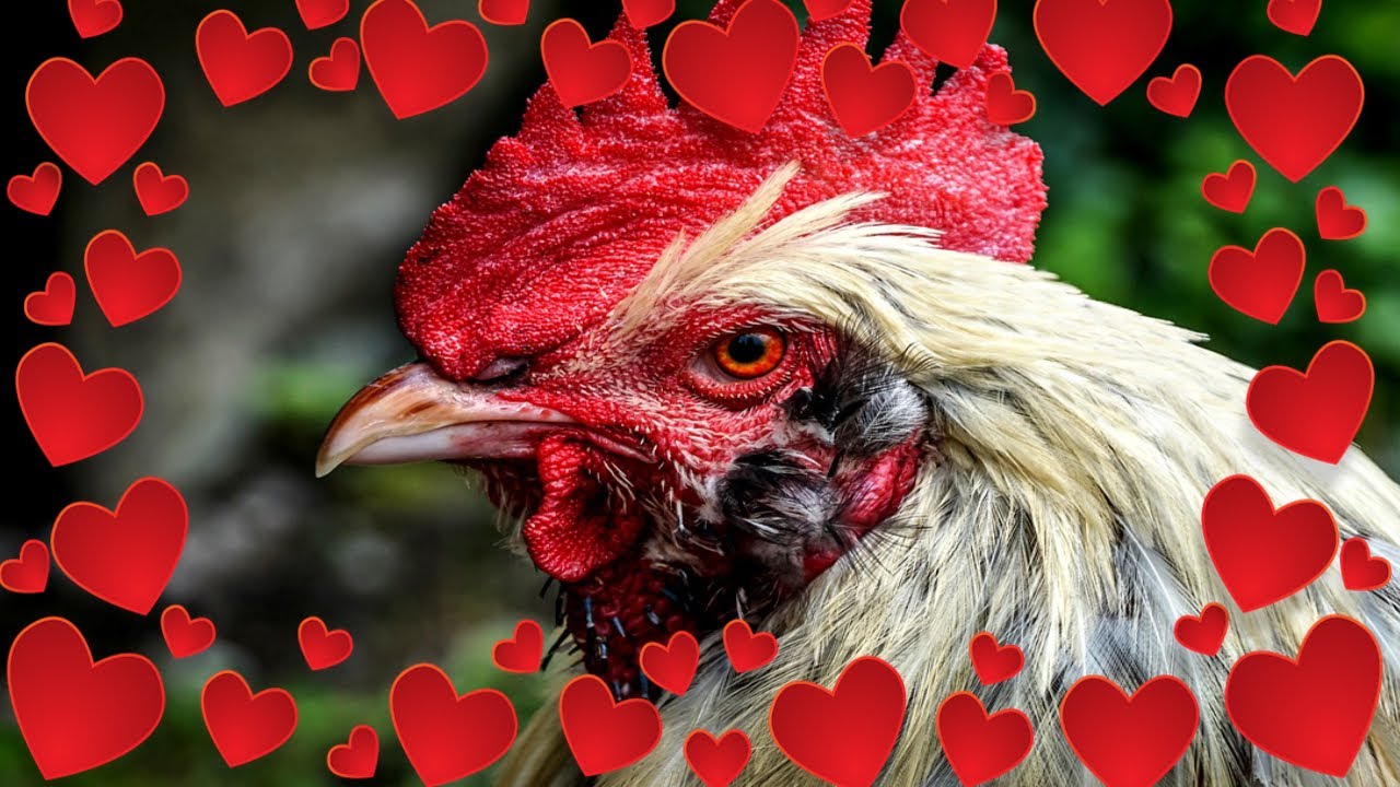 🐔ROOSTERS NEED LOVE TOO 💋 YouTube