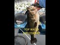 Topwater explosion while fishing st johns river in palatka fl