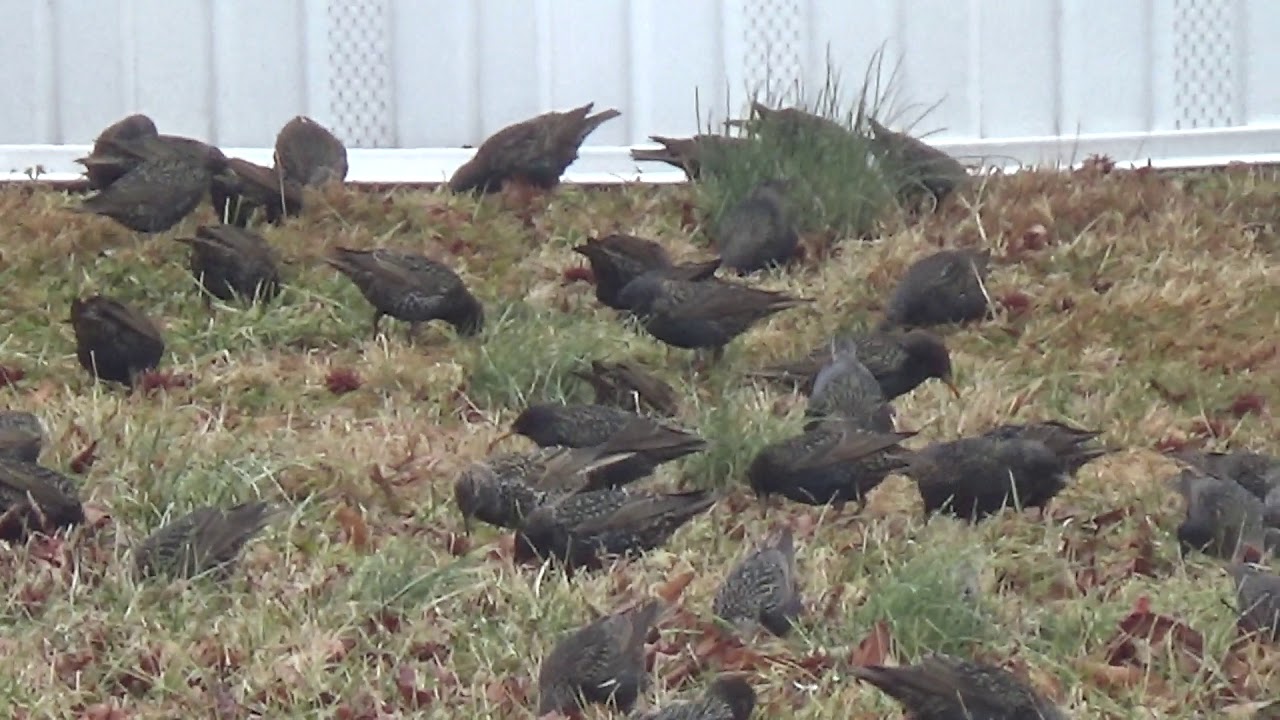 chanel perfume Whole Family Of Birds
