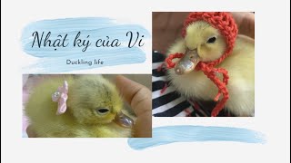 Cách Cứu Trứng Vịt Bị Sáp | Welcome Duckling | Vivi - Nhật Ký Vịt Con | CUTE DUCK