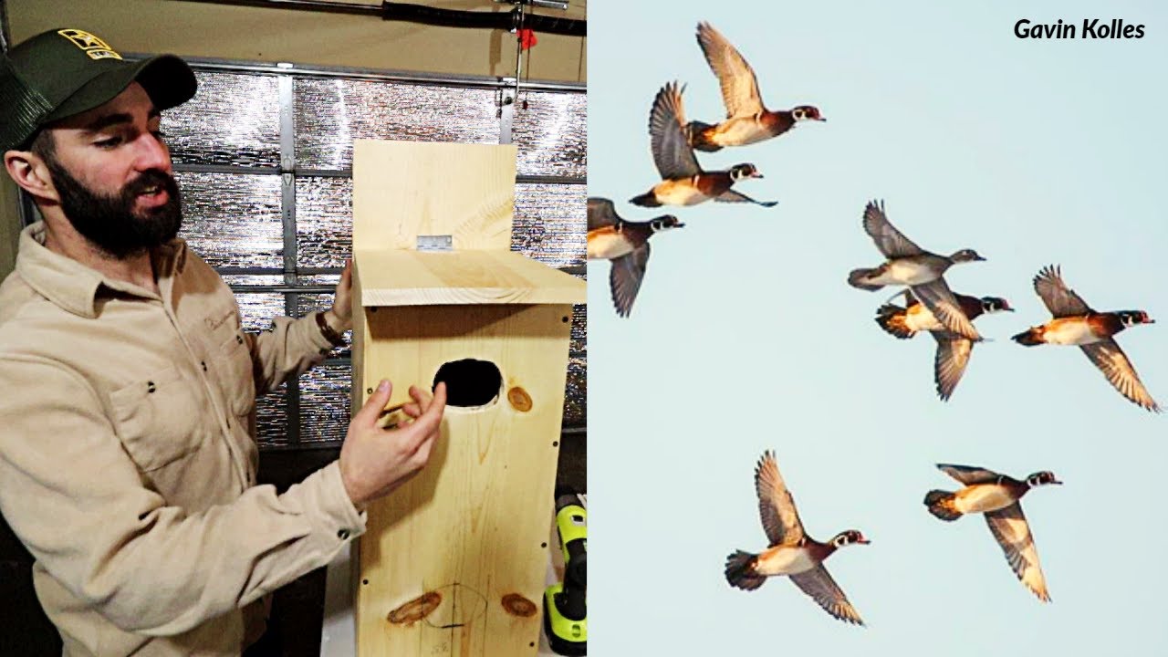 Install Your Ducks Unlimited Wood Duck Box Like a Pro: 5 Tips ...