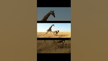 A giraffe