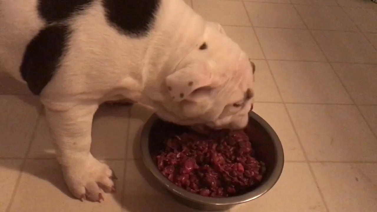 Raw Feeding English bulldog pups YouTube