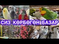 Мына-Мына!  Көрөкой!  ПОПУГАЙ базар, КЕПТЕР базар, БАЛЫК базар аябай кызыды