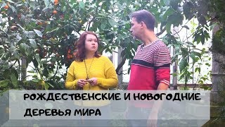 Рождественские деревья, новогодние деревья разных стран; новогодние традиции мира