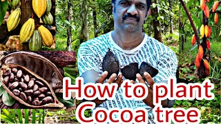 HOW TO GERMINATE COCOA SEED AND PROPAGATE CHOCOLATE PLANT | A BEGINNER GARDENER WITH THEOBROMA CACAO