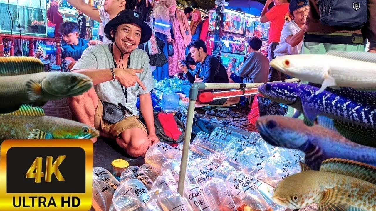 REVIEW HARGA IKAN HIAS CHANNA AURANTI CB DI LAPAK BANG GERI