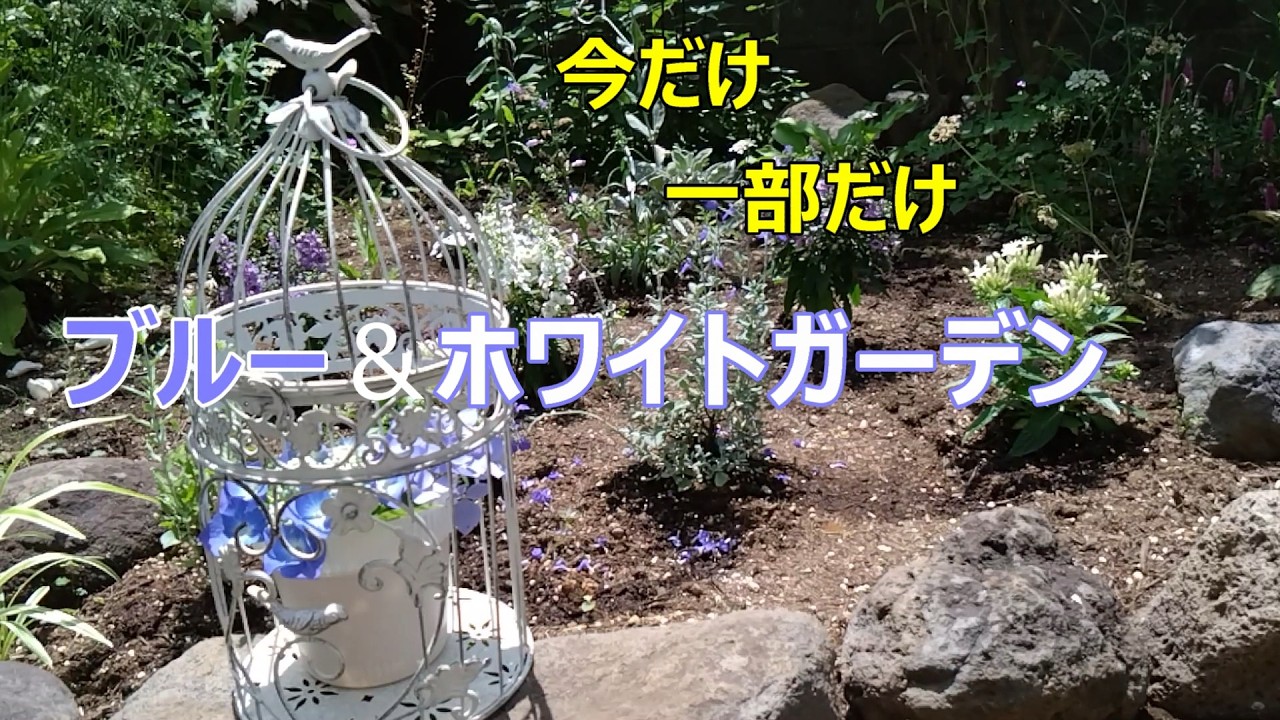 2026ブルーホワイトガーデン - YouTube