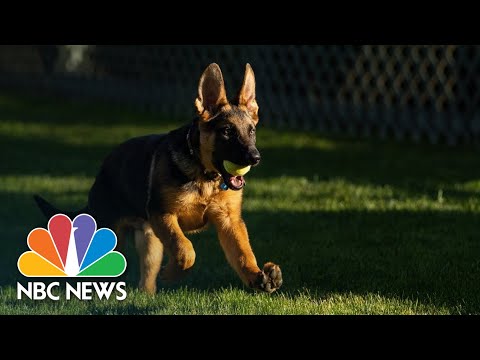 Video: Pet Scoop: Biden Puppy Meets Tidligere V.P., 18-årige hund får et godt nyt hjem