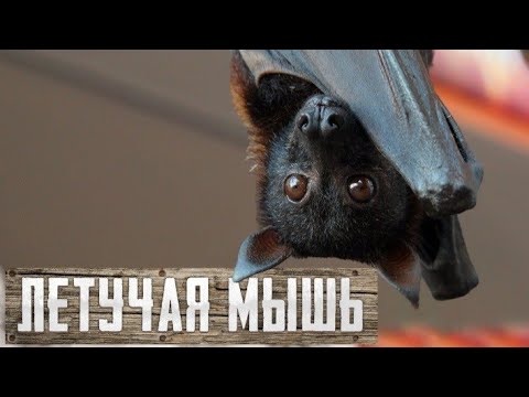 Как поймать летучую мышь?