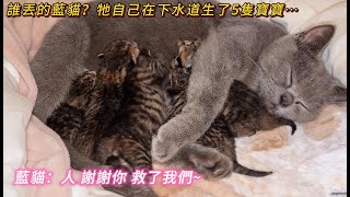 誰丟的藍貓😭？坚强的牠在下水道生了5隻寶寶🐾…藍貓🐱：人 謝謝你救了我們❤️…#cat #cute #catvideos #cutecat #流浪貓