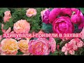 Троянди, які здивували😳 в першій хвилі 🌹 Аскот,  Августа Луїза, Варіегата ді Барні, Дольчецца, Ібіца