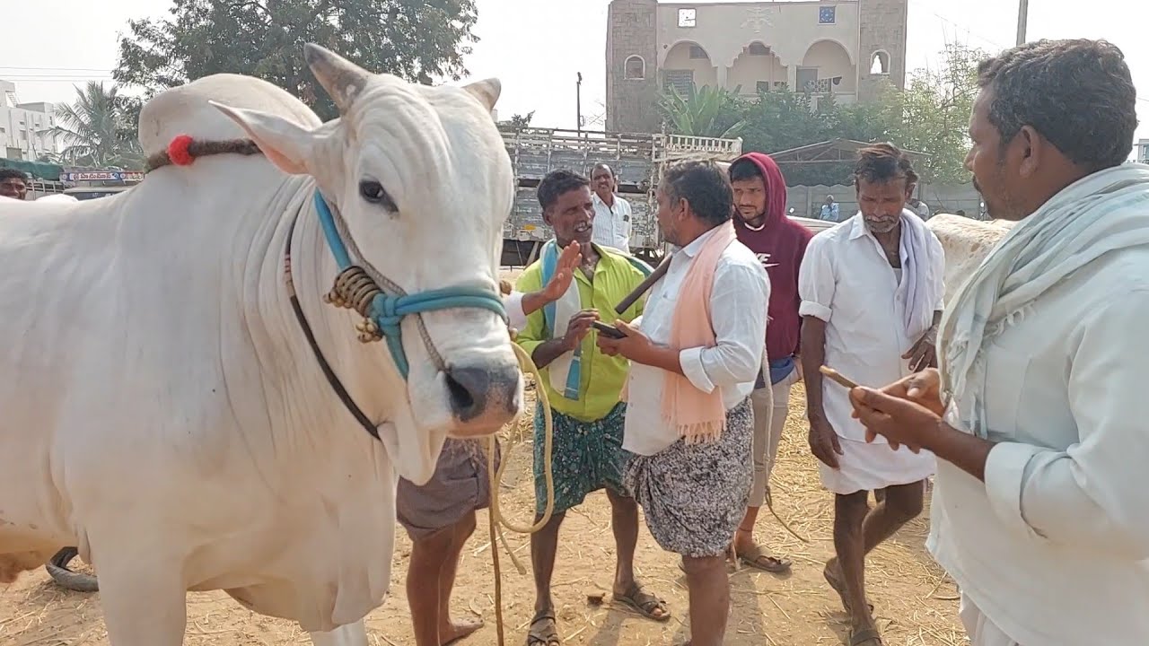 పెబ్బేరు మార్కెట్లో భారీ సైజు ఒంగోలు కోడె వ్యాపారం | Biggest Ongole Bull Price's in Pebbair market 