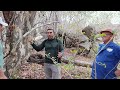 As plantas medicinais da floresta