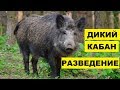 Разведение Диких Кабанов как бизнес идея